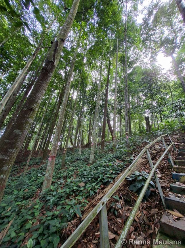 Eusideroxylon zwageri