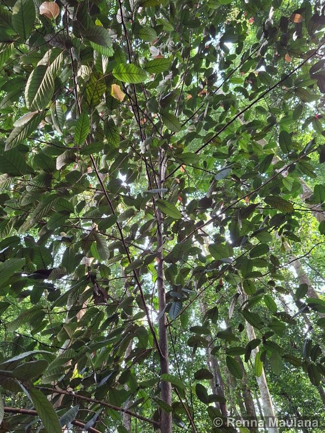 Eusideroxylon zwageri