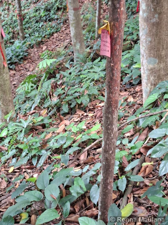 Eusideroxylon zwageri