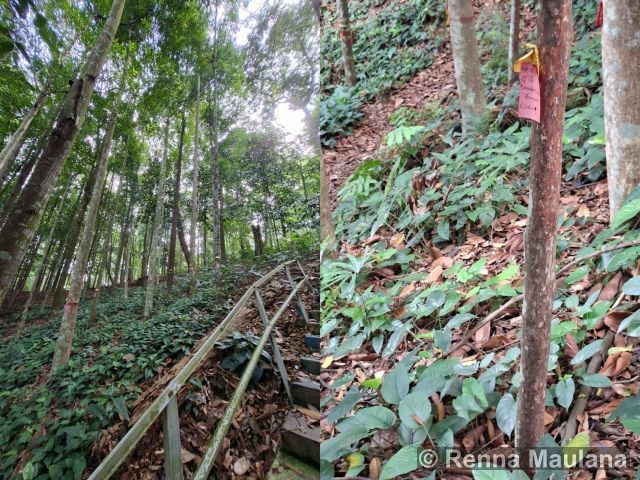 Eusideroxylon zwageri