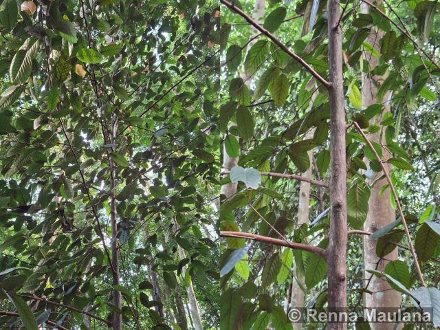 Eusideroxylon zwageri