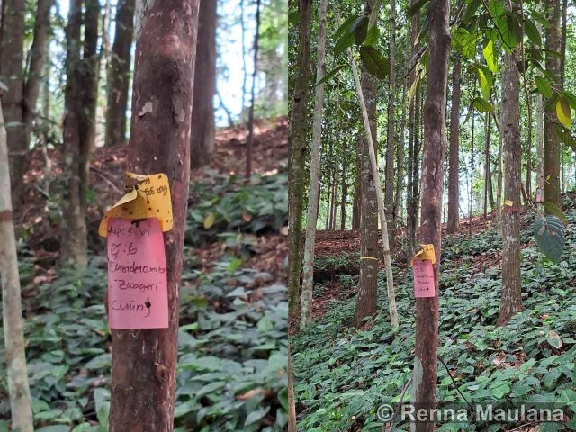 Eusideroxylon zwageri