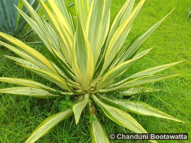 Furcraea foetida