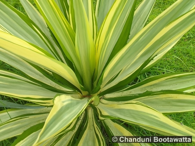 Furcraea foetida