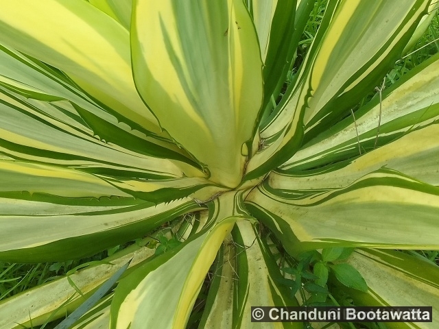 Furcraea foetida