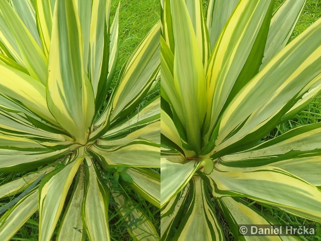Furcraea foetida
