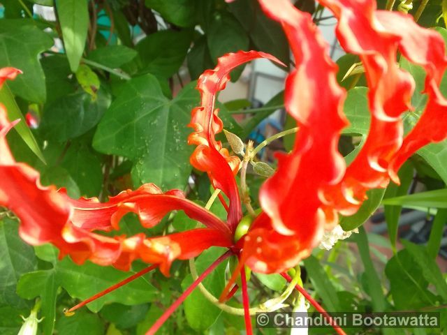 Gloriosa superba 'Rothschildiana'