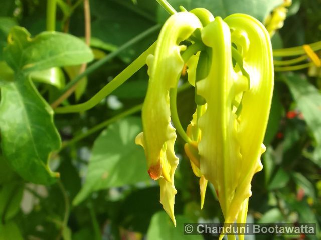 Gloriosa superba 'Rothschildiana'