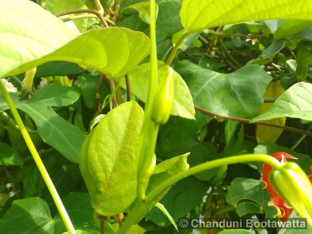 Gloriosa superba 'Rothschildiana'