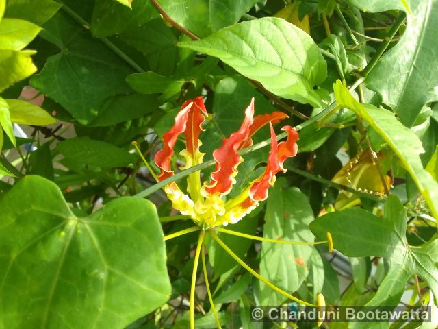 Gloriosa superba 'Rothschildiana'