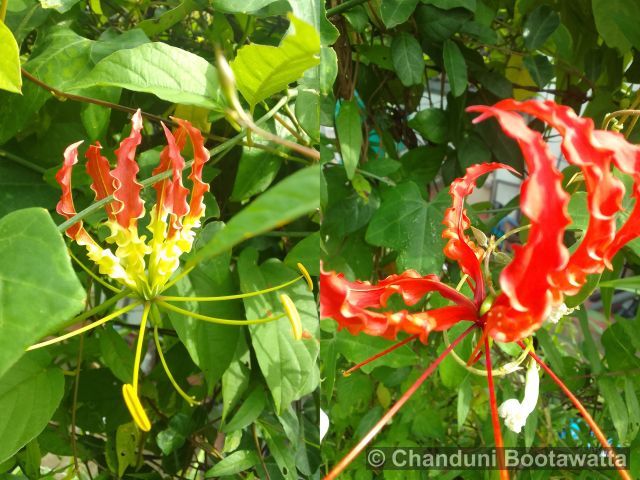 Gloriosa superba 'Rothschildiana'