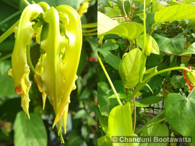 Gloriosa superba 'Rothschildiana'