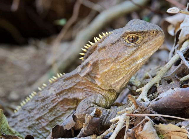 Tuatara_sitting_in_leaf_litter_close-up