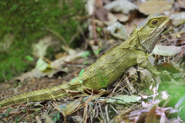 Young_tuatara_sitting_on_the_ground