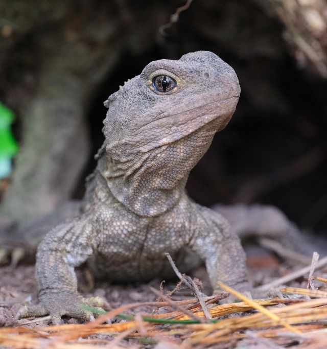 Young_tuatara_sitting_on_the_ground_in_front_of_burrow