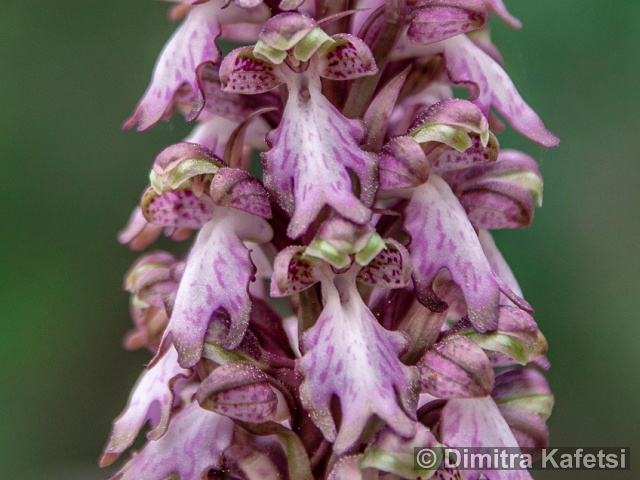 HIMANTOGLOSSUM ROBERTIANUM (Loisel.) P. Delforge – The Giant Orchid