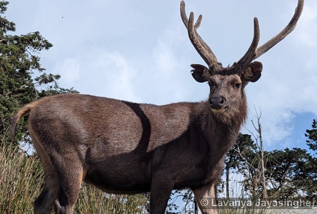 Horton Plains National Park