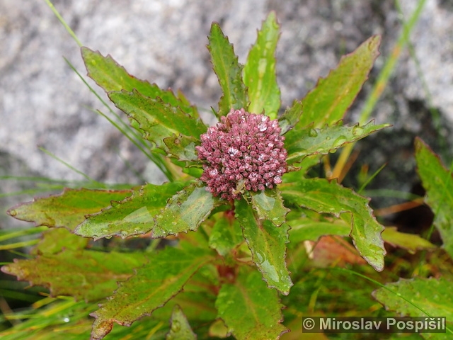 Hylotelephium argutum