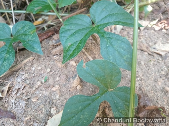 Ipomoea indica