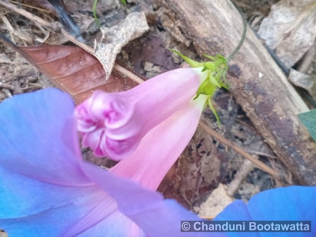 Ipomoea indica