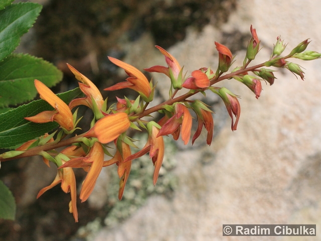 Isoplexis canariensis