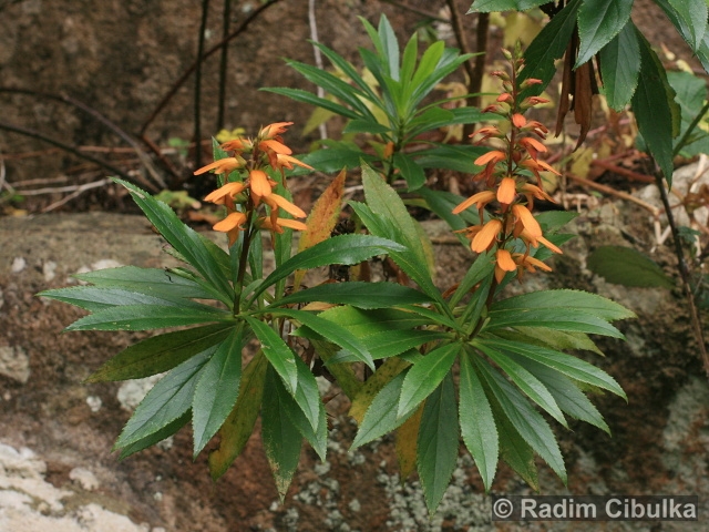 Isoplexis canariensis