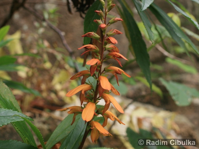 Isoplexis canariensis