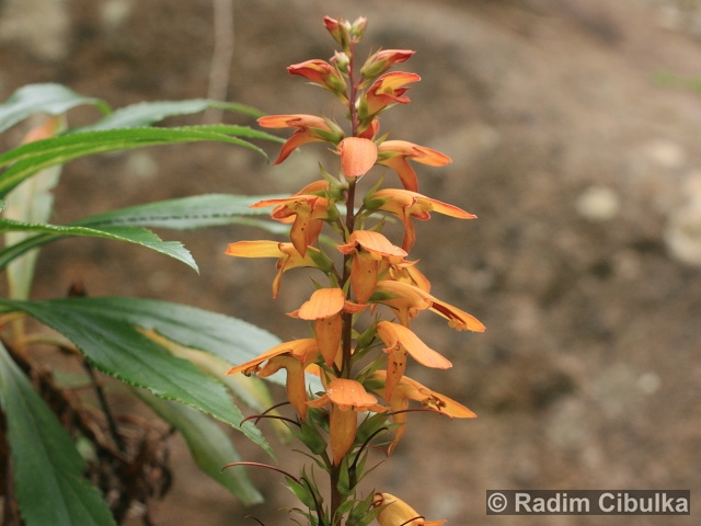 ISOPLEXIS CANARIENSIS (L.) Loud. – náprstníkovec kanárský