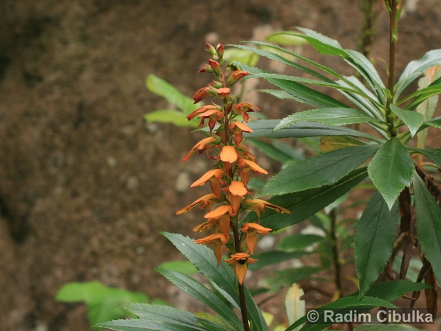 Isoplexis canariensis