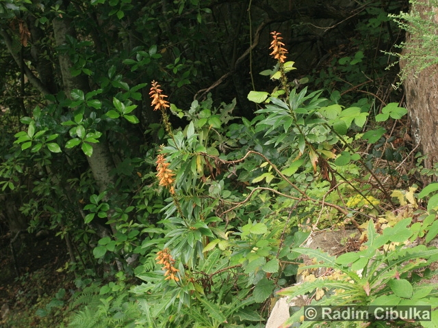 Isoplexis canariensis
