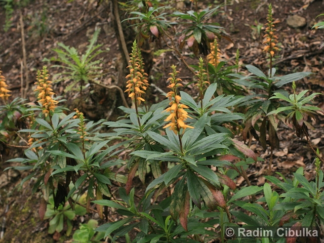Isoplexis canariensis