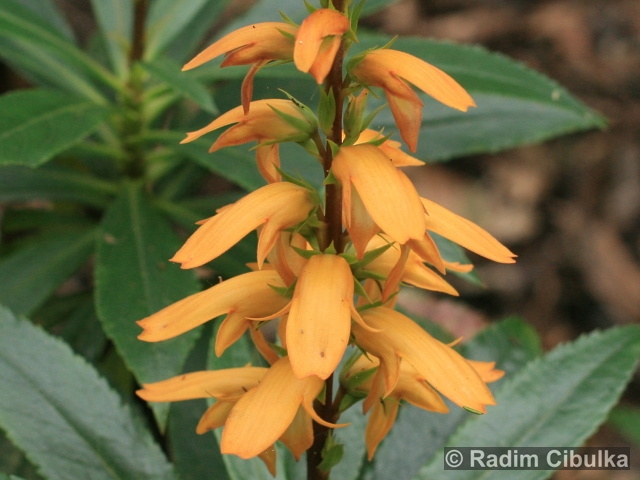 Isoplexis canariensis