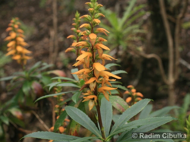 Isoplexis canariensis