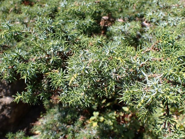 Juniperus communis subsp. alpina