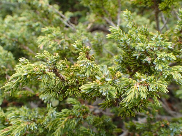 Juniperus communis subsp. alpina