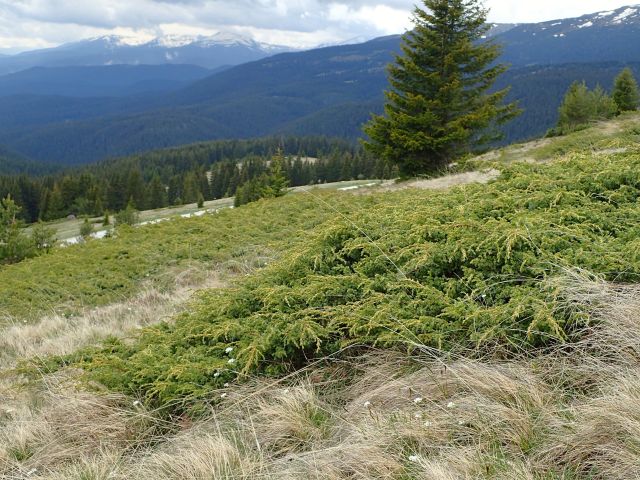 Juniperus communis subsp. alpina