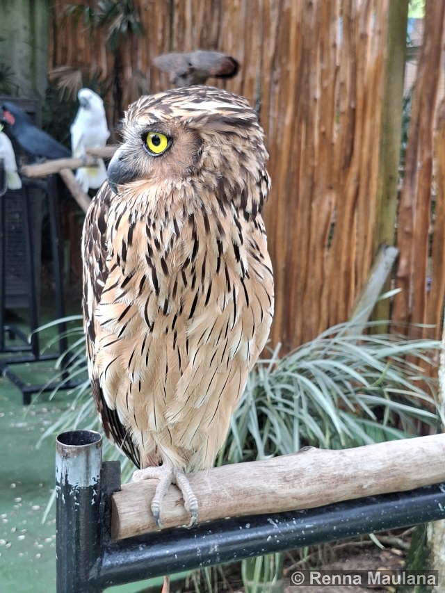 Ketupa ketupu