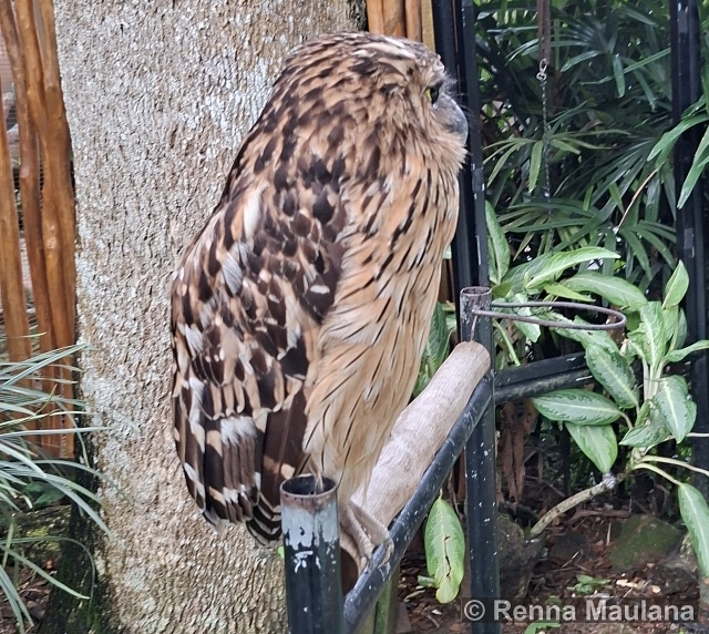 Ketupa ketupu