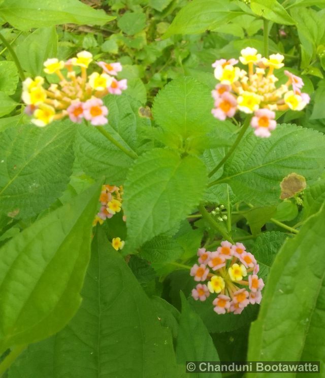 Lantana camara, libora měnivá