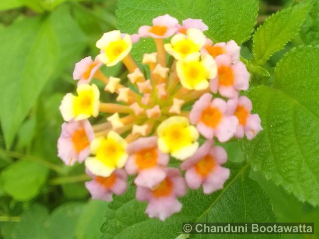 LANTANA CAMARA L. – West Indian Lantana LANTANA CAMARA L. – West Indian Lantana