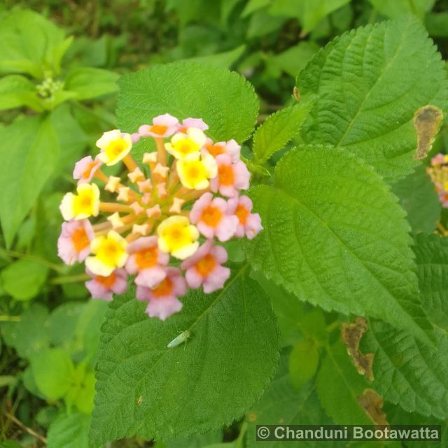 Lantana camara