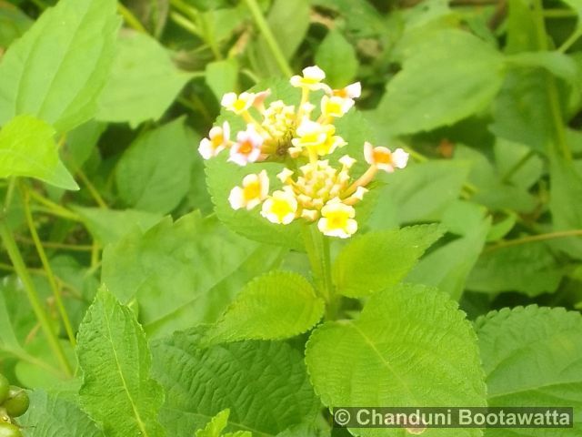 Lantana camara