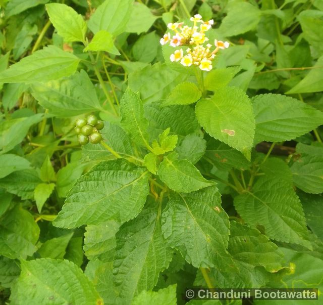 Lantana camara