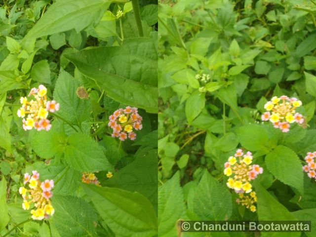 Lantana camara