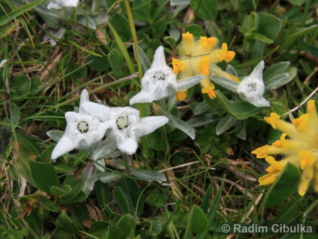 Leontopodium alpinum