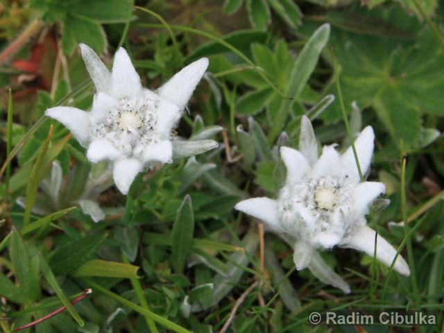 Leontopodium alpinum