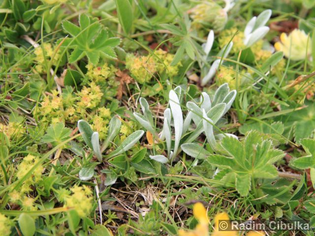 Leontopodium alpinum