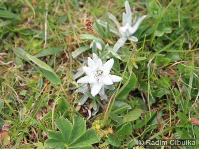 Leontopodium alpinum
