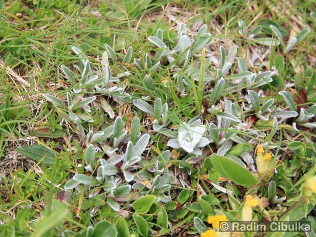 Leontopodium alpinum