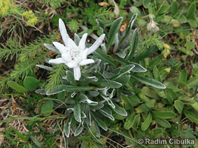 Leontopodium alpinum